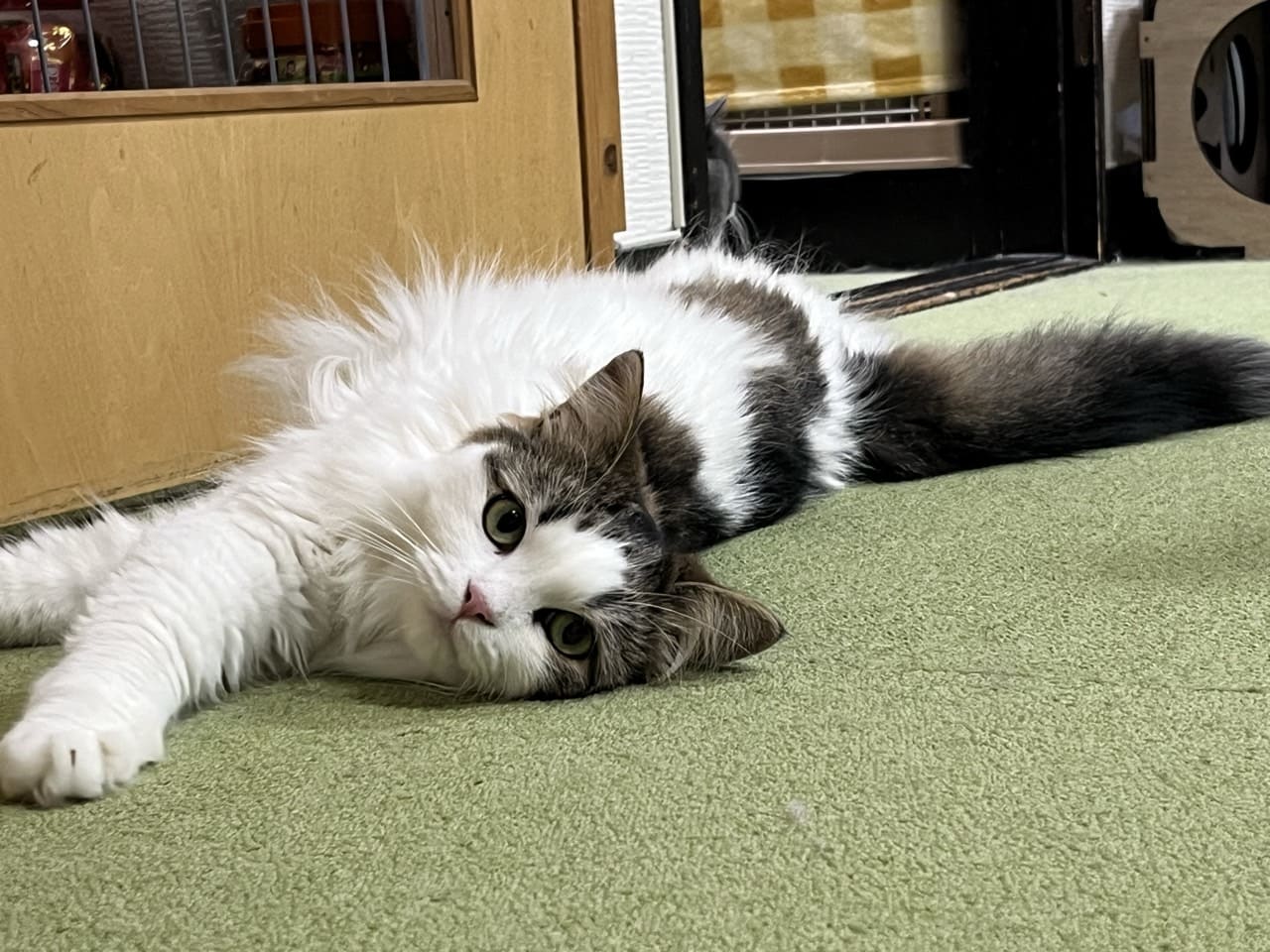 なんて可愛いおめめなんでしょう🥺🥺🥺
