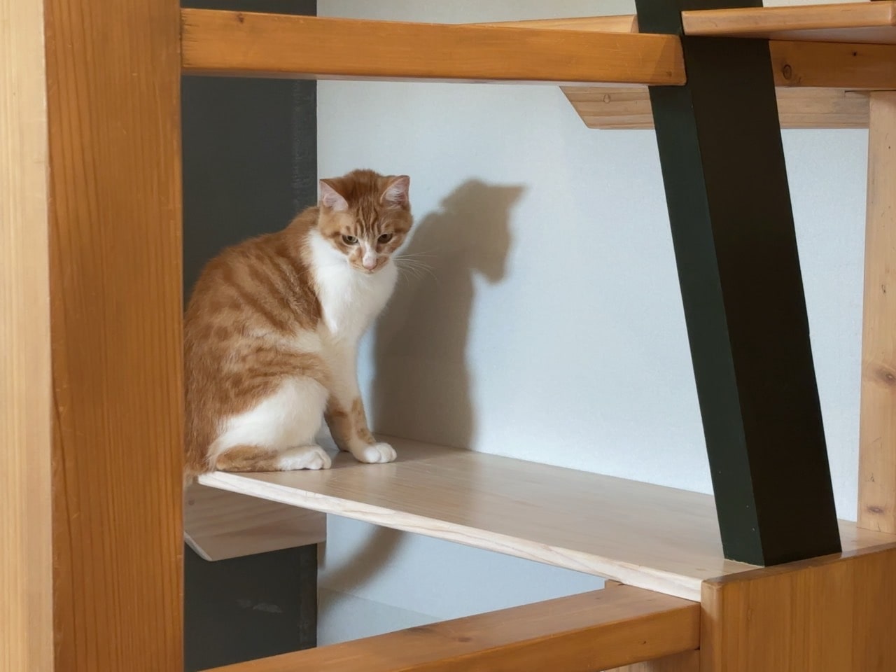 かわいいネコちゃん🐈