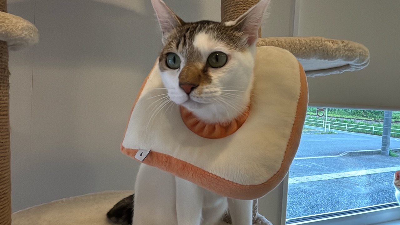 僕の個人的猫ちゃんNo.１は「まつ」くんです。
首に食パン巻いています！
公式サイトにも食パンをつけているので、お気に入りなのかな？
