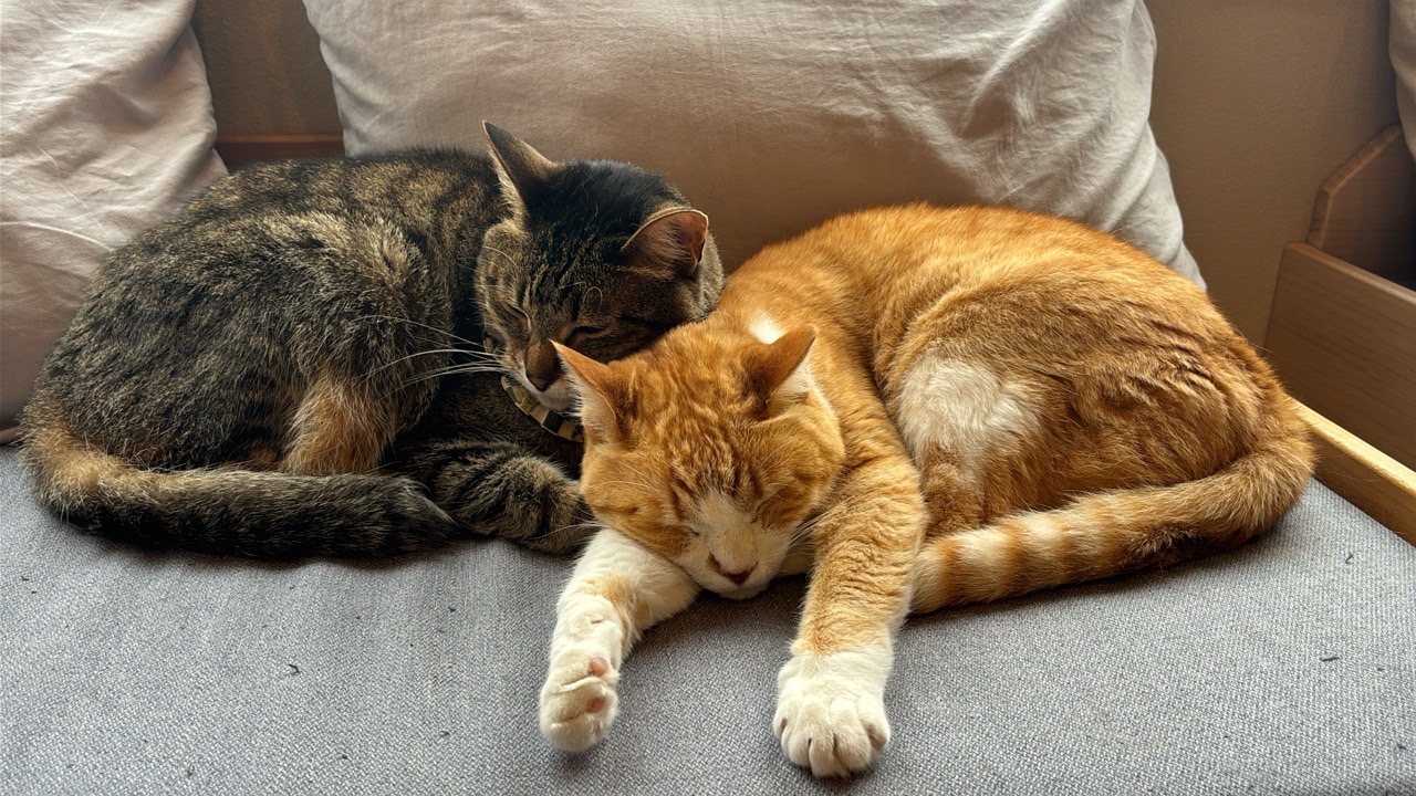 お次はにゃんず２匹が仲良く寄り添って寝ている写真です📸
この２匹は本当に仲がいいんだなとほっこりしました。