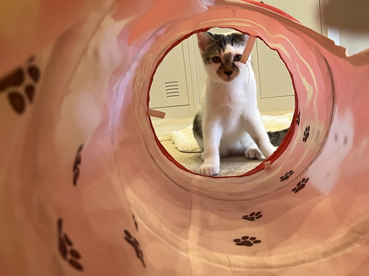 このトンネル状のおもちゃから覗いてるのは今年生まれた「かぼす」くんです。
スマホで写真を取ろうとしたときスマホが気になったのかおもちゃの中から覗いていました！
元気いっぱいでとても可愛かったです！