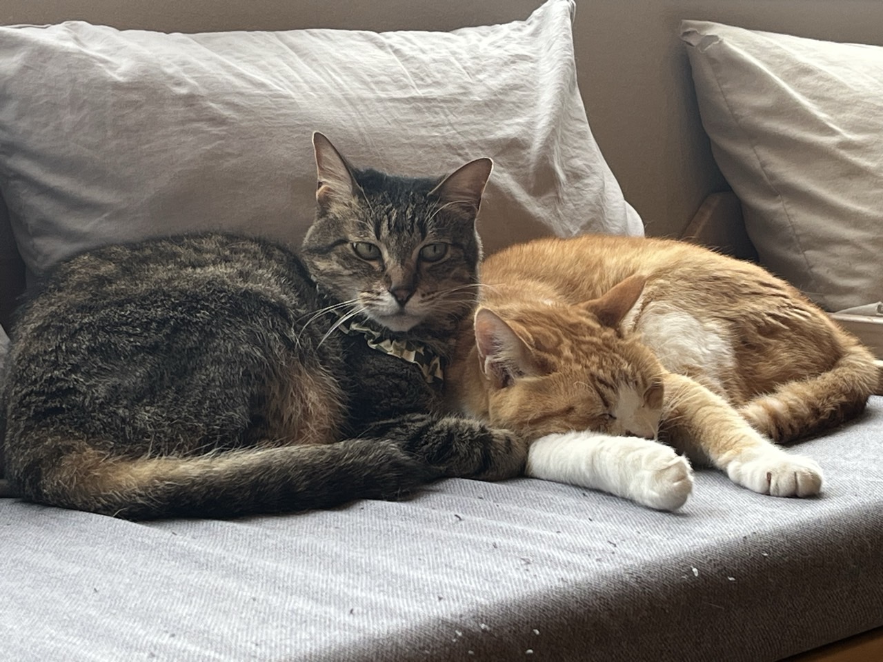 保護猫ちゃんがたくさんいるオシャレな猫カフェ『またたび亭』🐈🐱