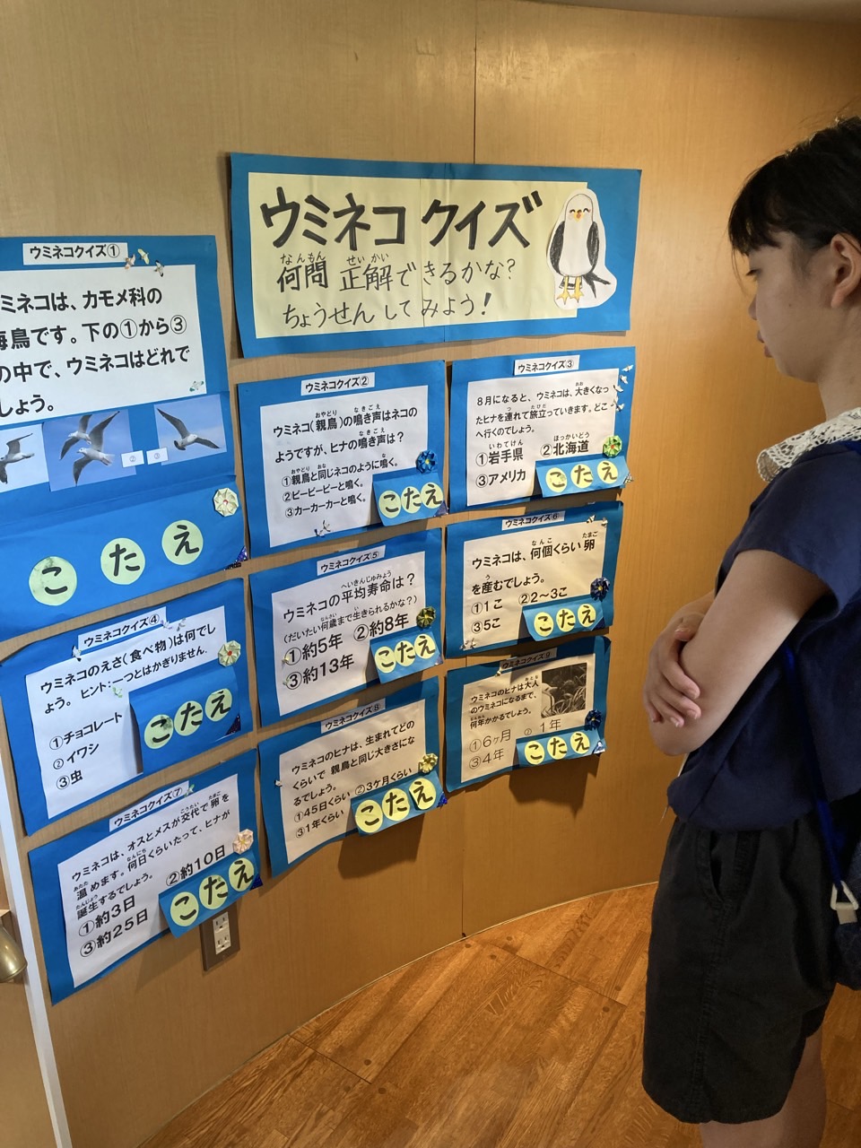 ウミネコクイズ挑戦中