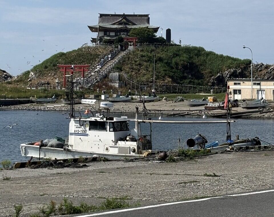 ［11月以降］
うみねこたちはエサを求めて南下します。
春になると戻って来るよ👋