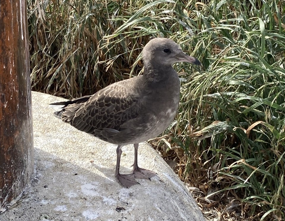 ［6月下旬～8月上旬］
ヒナも親鳥と同じくらいの大きさになり、飛ぶ練習や餌を取る練習を始めます。🪽

飛べるようになったヒナは親鳥とともに北海道の方に飛んでいきます。